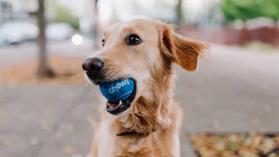 How to Write a Lightweight JavaScript Fetch Wrapper